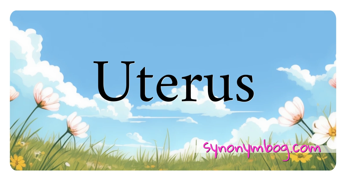 Uterus synonymer krydsord betyder forklaring og brug