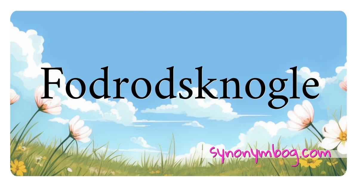 Fodrodsknogle synonymer krydsord betyder forklaring og brug